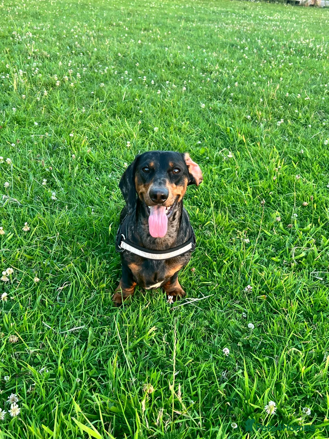 Dachshund dogs for sale: Jeff  in Poulton-le-Fylde - Advert 2