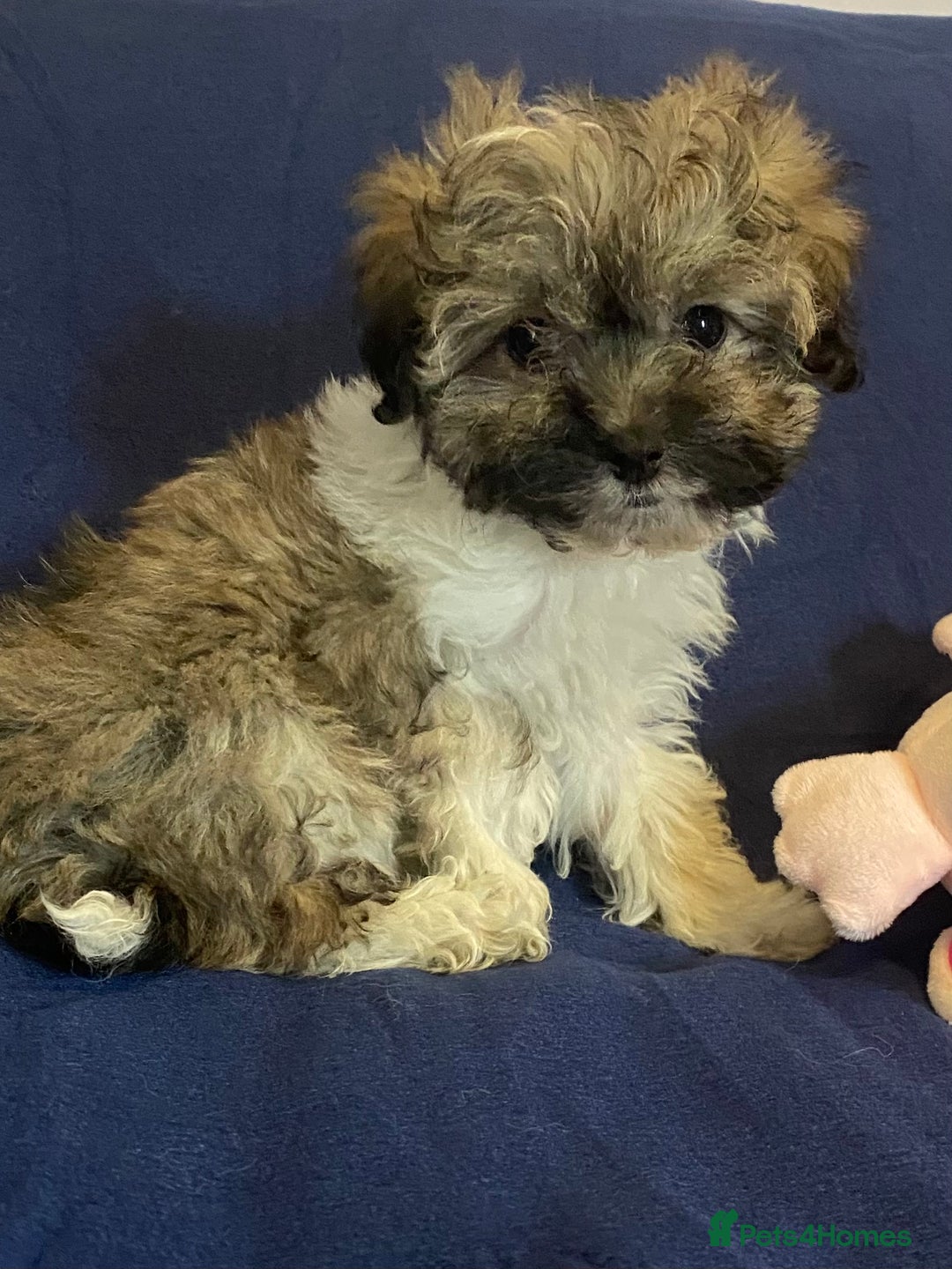 Mixed Breed dogs for sale: Beautiful Shihpoo cross maltese puppies - Image 23