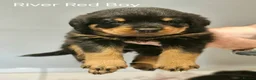 Rottweiler dogs for sale: Family-Raised Pedigree Rottweiler Puppies in Rotherham - Advert 5