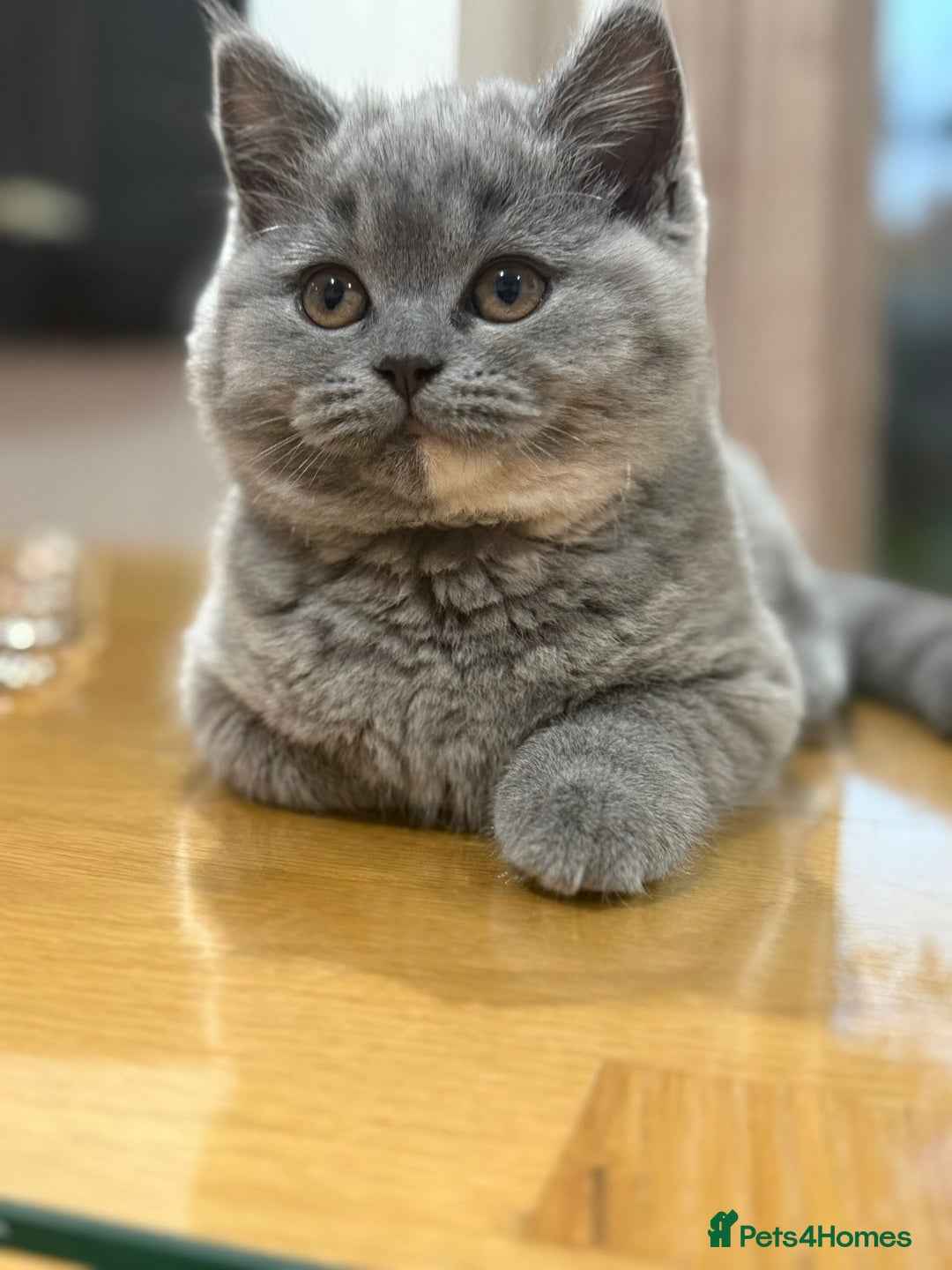 British Shorthair cats for sale: 2 female British short hair - Advert 8