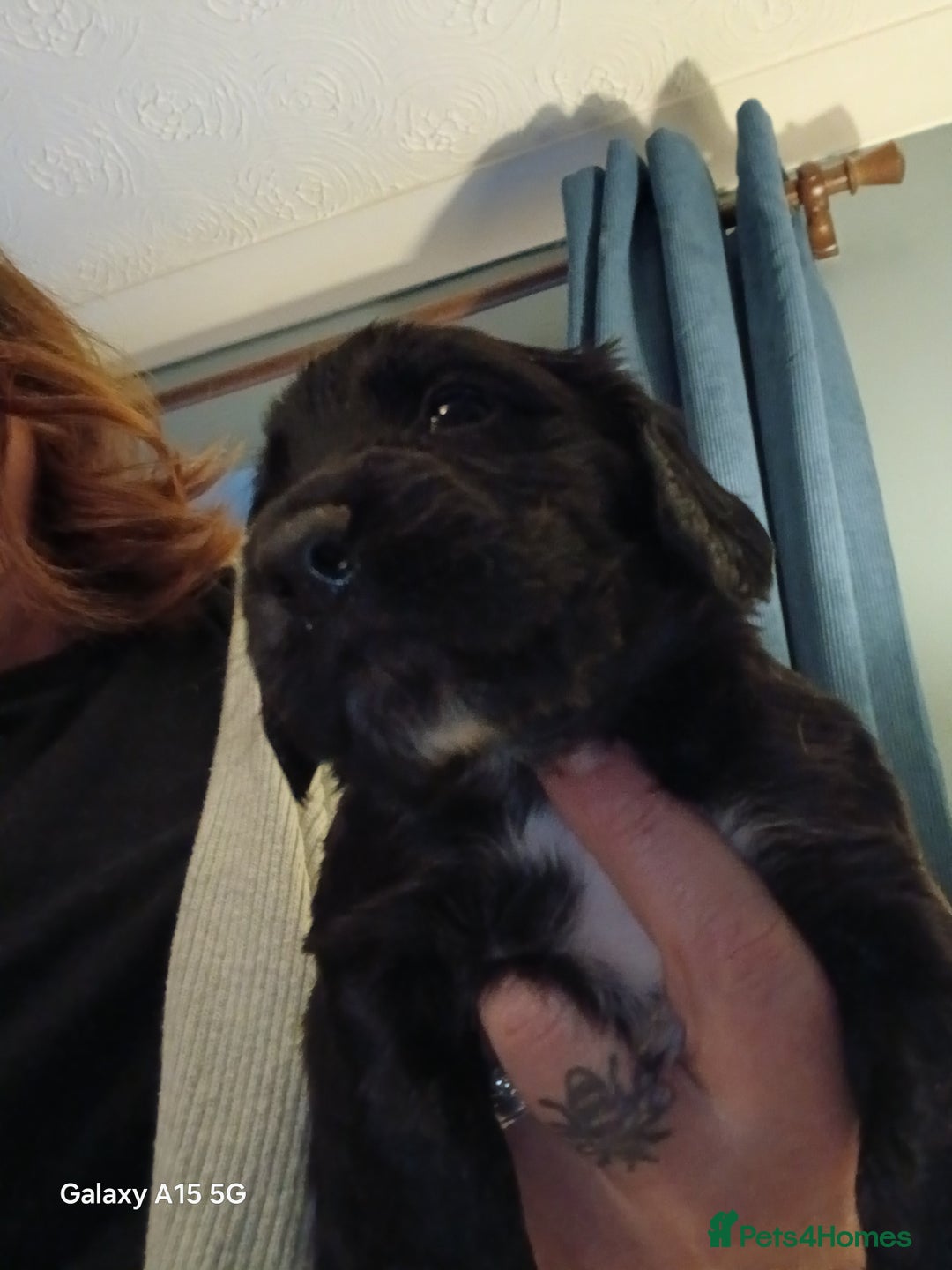 Cocker Spaniel dogs for sale: Gorgeous cocker spaniel pups for sale - Image 5