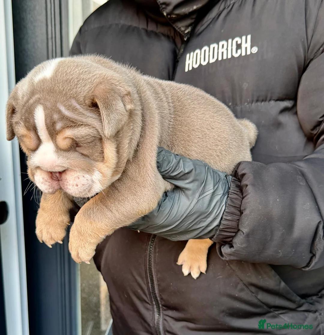 English Bulldog dogs for sale: Stunning posherbulls Turkish pups (last pup left) - Advert 2