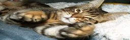 Maine Coon cats for sale: 100% Maine Coon Kitten Boy  - Advert 11