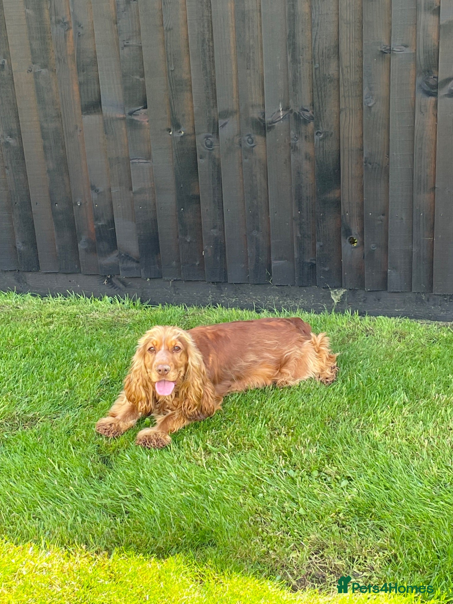 Cocker Spaniel dogs Cocker spaniel girls - Advert 1