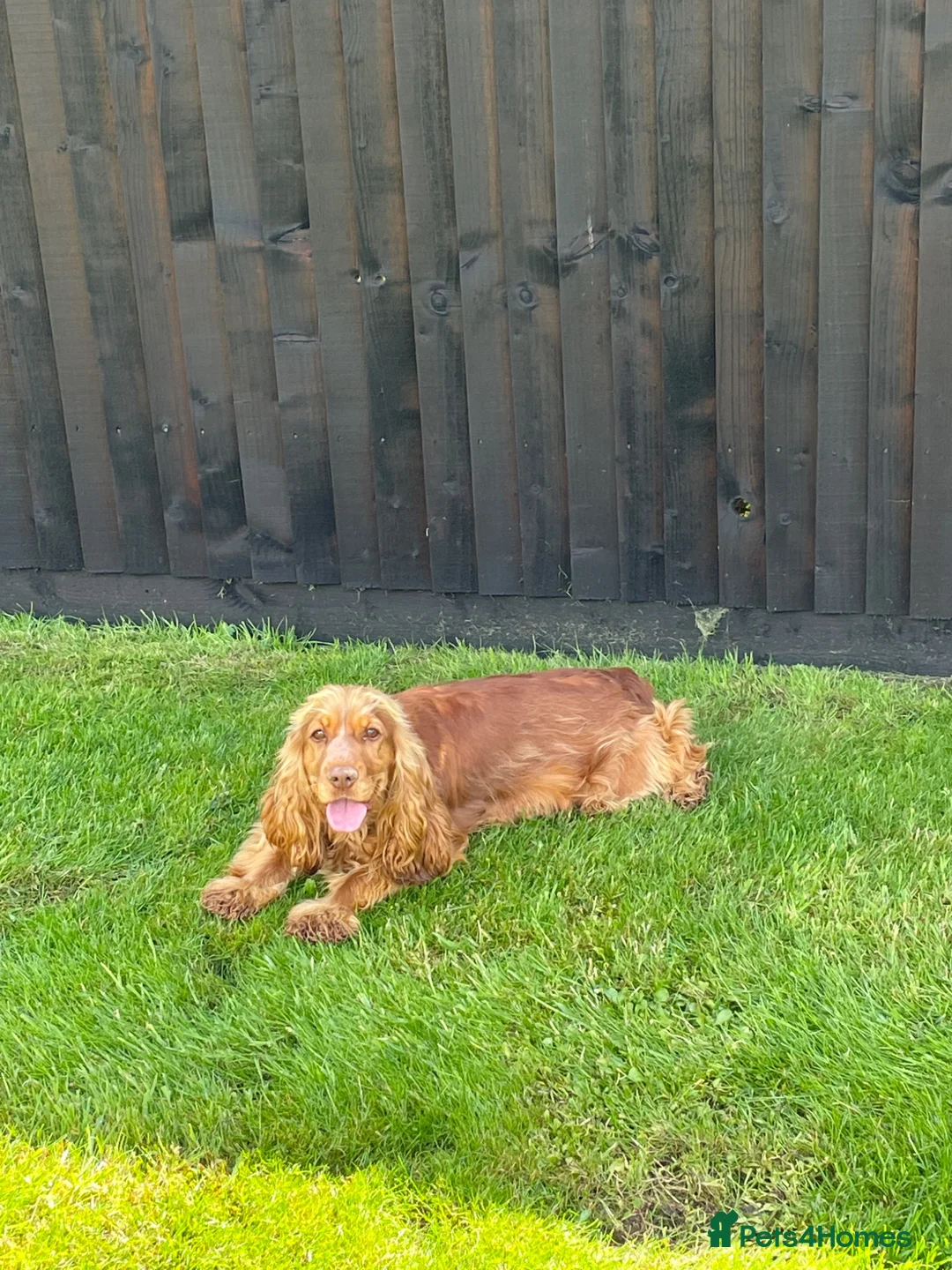 Cocker Spaniel dogs for sale: Cocker spaniel girls in Reading - Advert 1