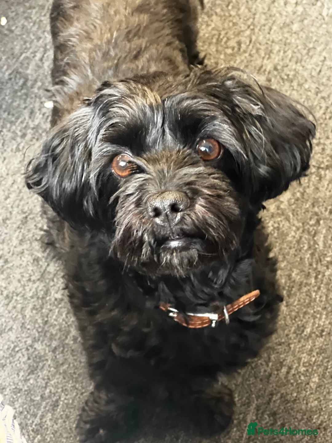 Mixed Breed dogs for sale: Male Shihchon puppy in Lincoln - Advert 4