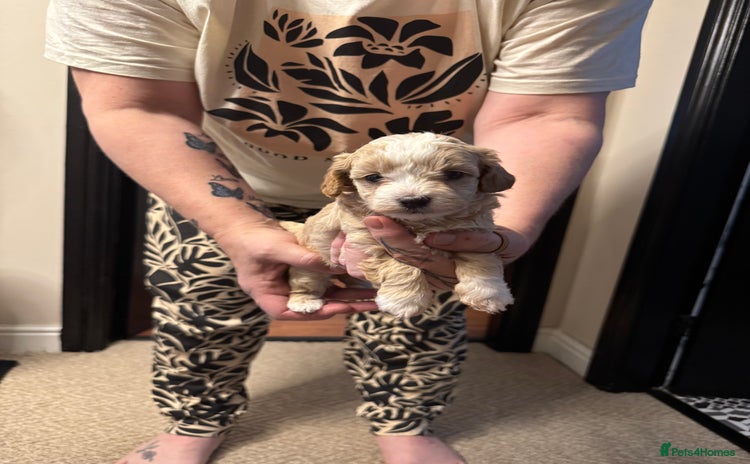 Maltipoo dogs - Advert 4
