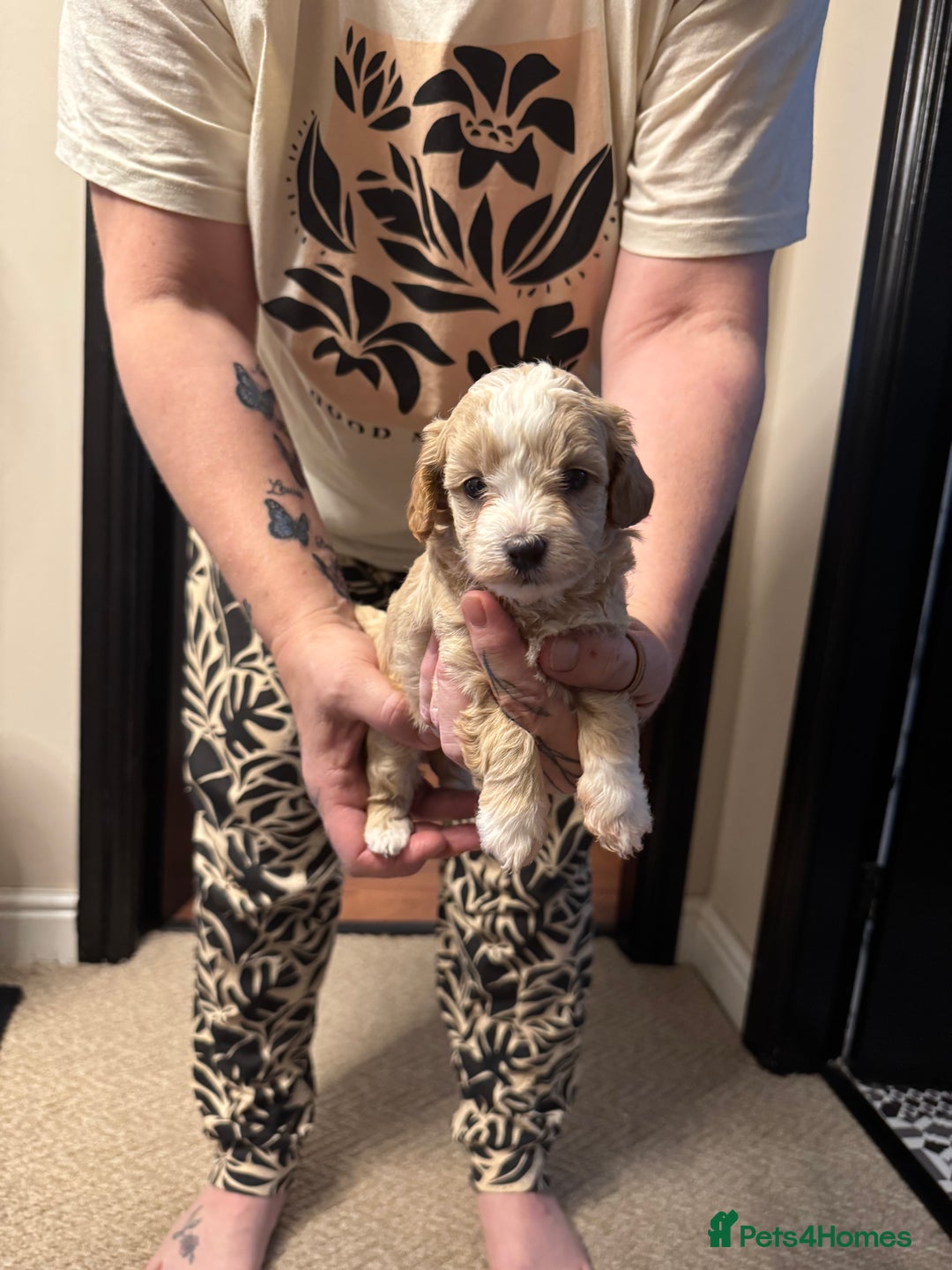 Maltipoo dogs for sale: Teddy bear maltipoo puppies  - Image 1