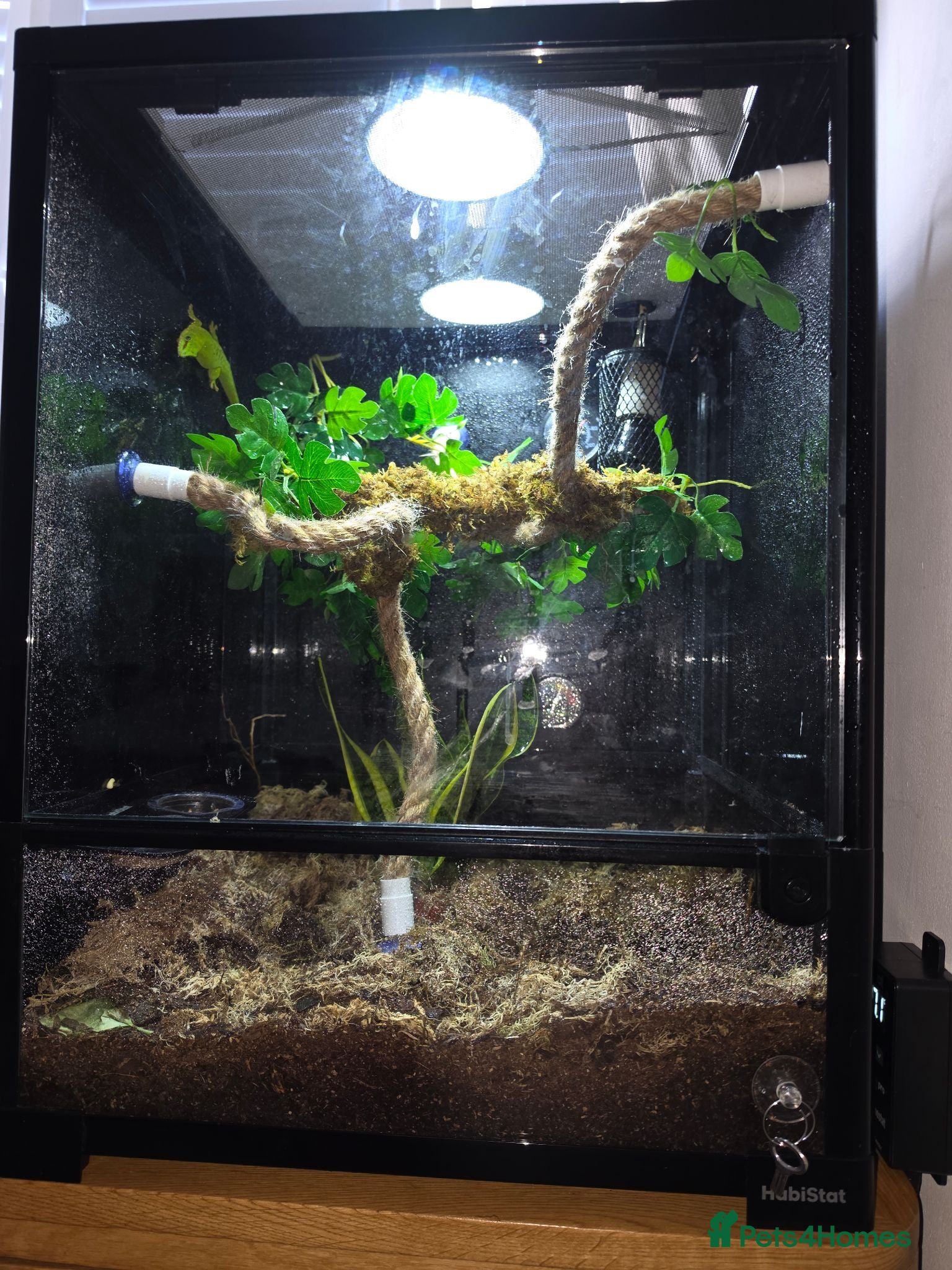Gecko reptiles giant Madagascan day Gecko - Advert 3