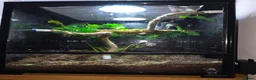 Gecko reptiles for sale: giant Madagascan day Gecko - Advert 1