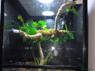 Gecko reptiles giant Madagascan day Gecko - Advert 18