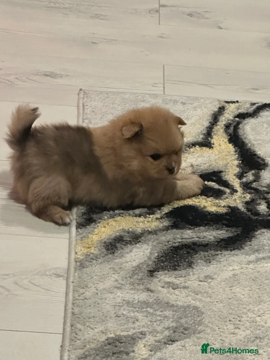 Pomeranian dogs for sale: Outstanding Teddy Bear Line - Champion blood line - Advert 2
