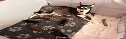 Siberian Husky dogs for sale: Siberian Husky Puppies  in Dunfermline - Advert 14