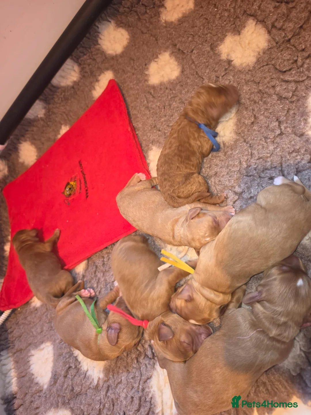 Australian Labradoodle dogs for sale: fully health tested Australian Labradoodles in Manchester - Advert 1