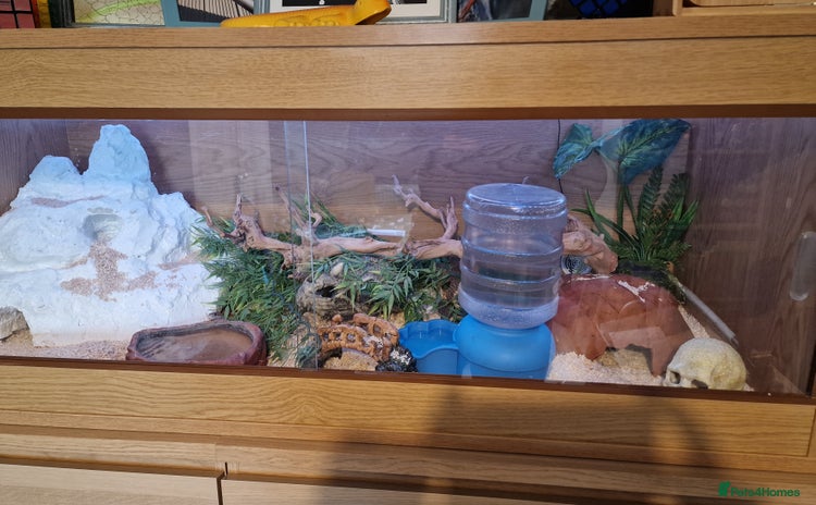 Corn Snake reptiles - Advert 1