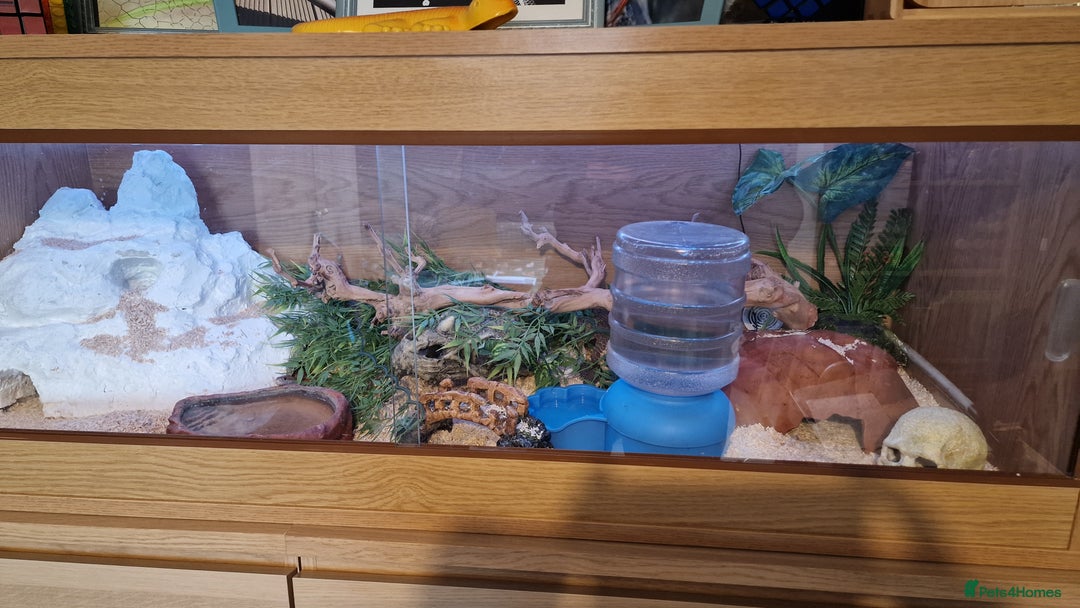 Corn Snake reptiles for sale: 6 year old corn snake & home & accessories  - Image 1