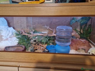 Corn Snake reptiles - Advert 14