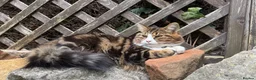 Mixed Breed cats for sale: Manila - Advert 2
