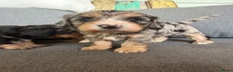 Cavapoo dogs for sale: 1 Girl Remaining READY NOW Health tested parents - Advert 8