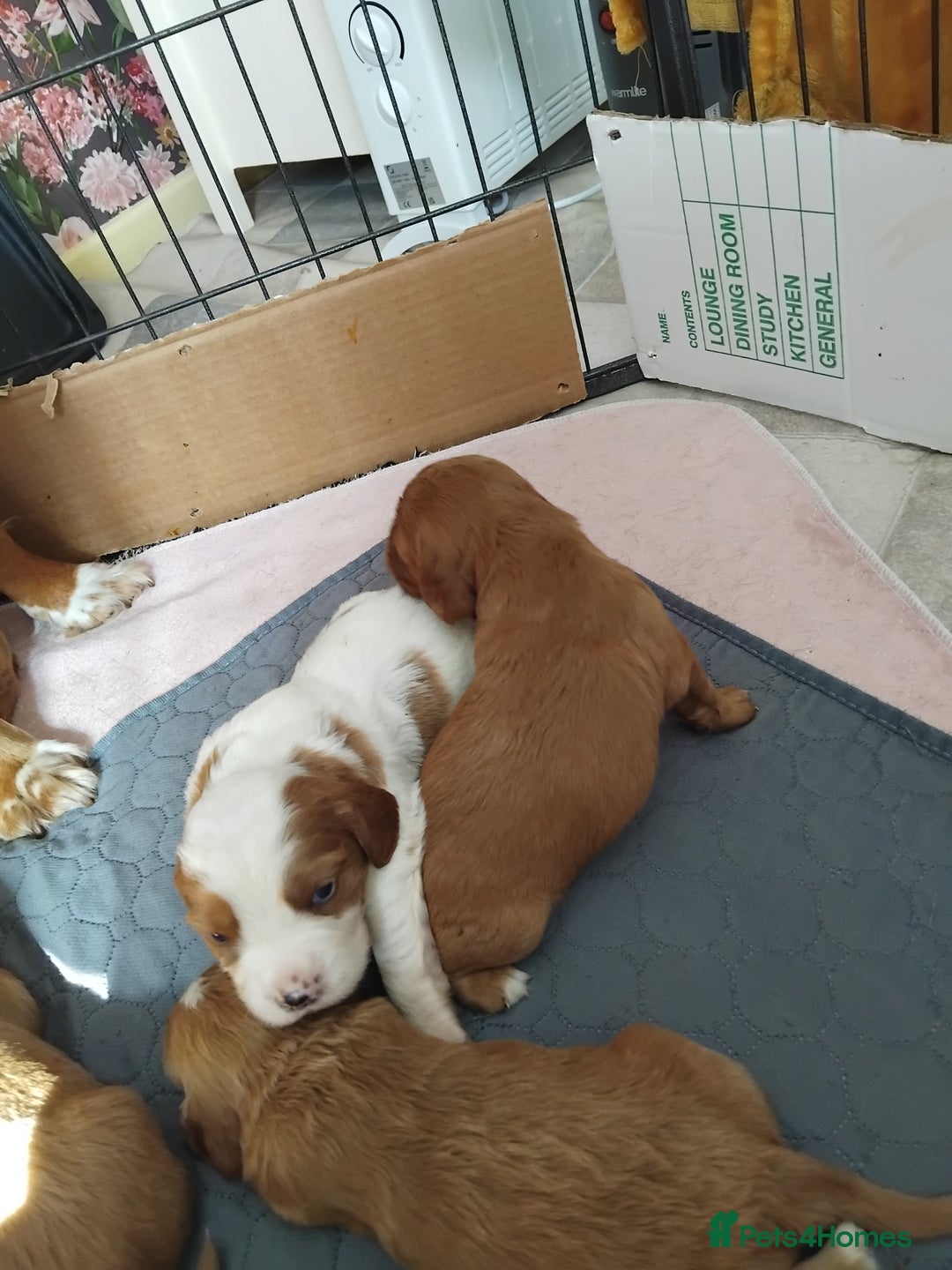 Cockalier dogs for sale: Cockerliers  f1 health tested parents - Image 2