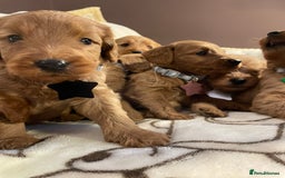 Labradoodle dogs for sale: Labradoodle Fox Red ❤️💞❤️Health check - Image 24