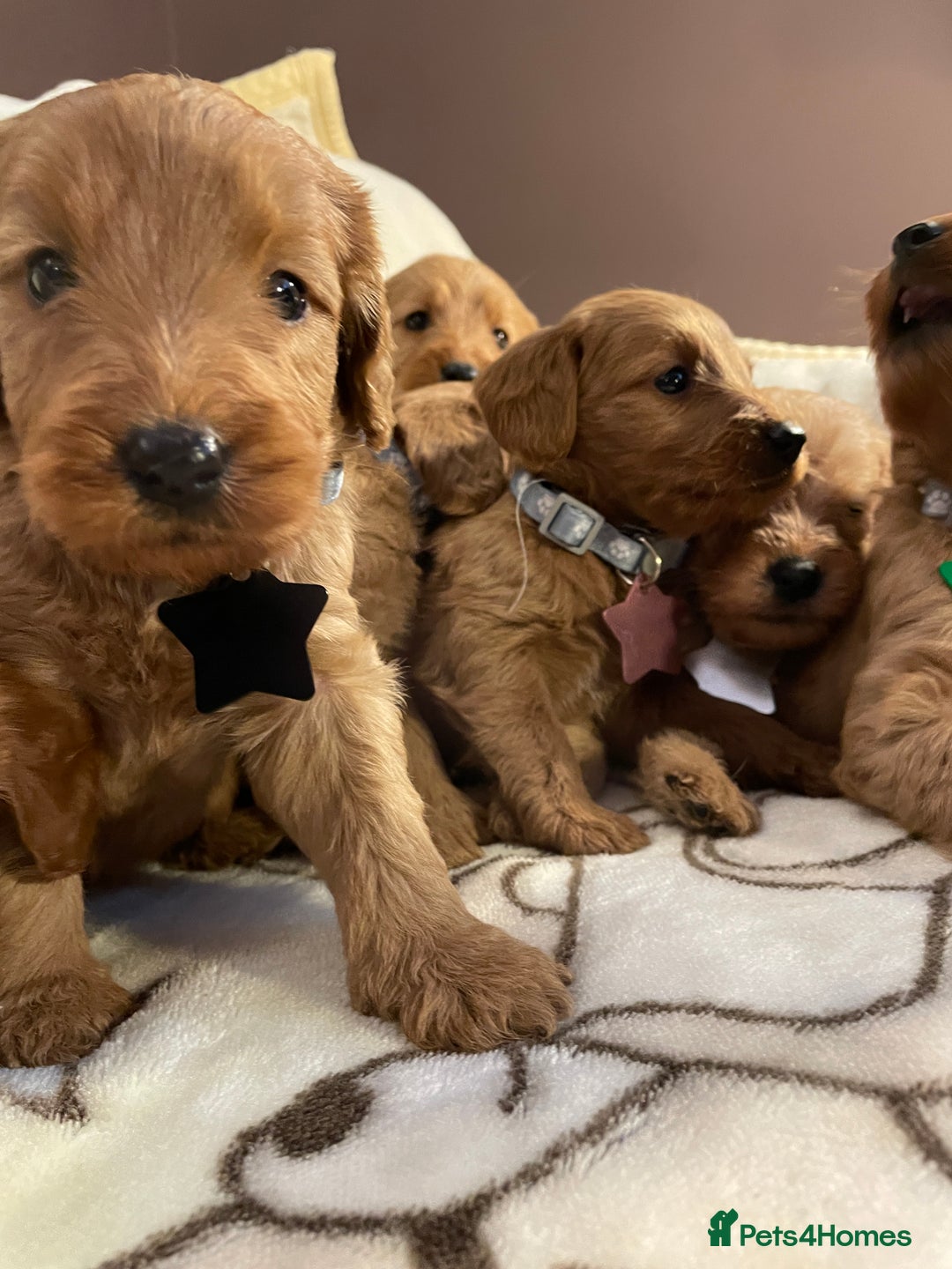 Labradoodle dogs for sale: Labradoodle Fox Red ❤️💞❤️Health check - Image 24
