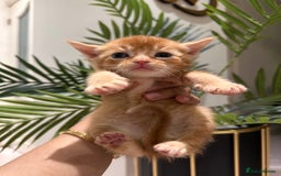 Scottish Fold cats for sale: Scottish fold/straight kittens  - Image 2