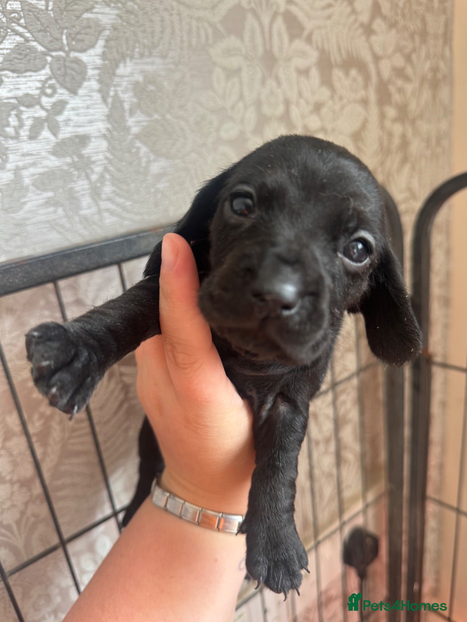 Mixed Breed dogs 2 docker puppys for sale - Advert 17