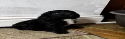 Sproodle dogs for sale: Sproodle puppies 🐶  - Advert 5