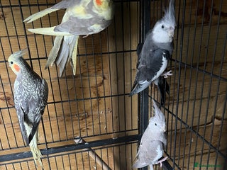 Cockatiels birds Cockatiels - Advert 5