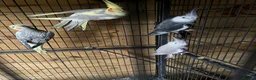 Cockatiels birds for sale: Cockatiels - Advert 1
