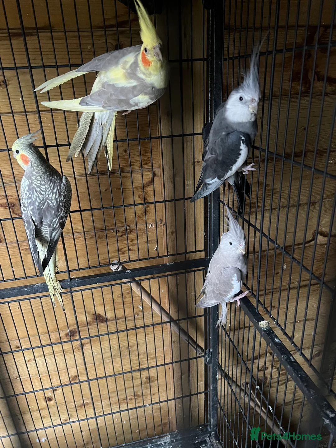 Cockatiels birds for sale: Cockatiels - Advert 1