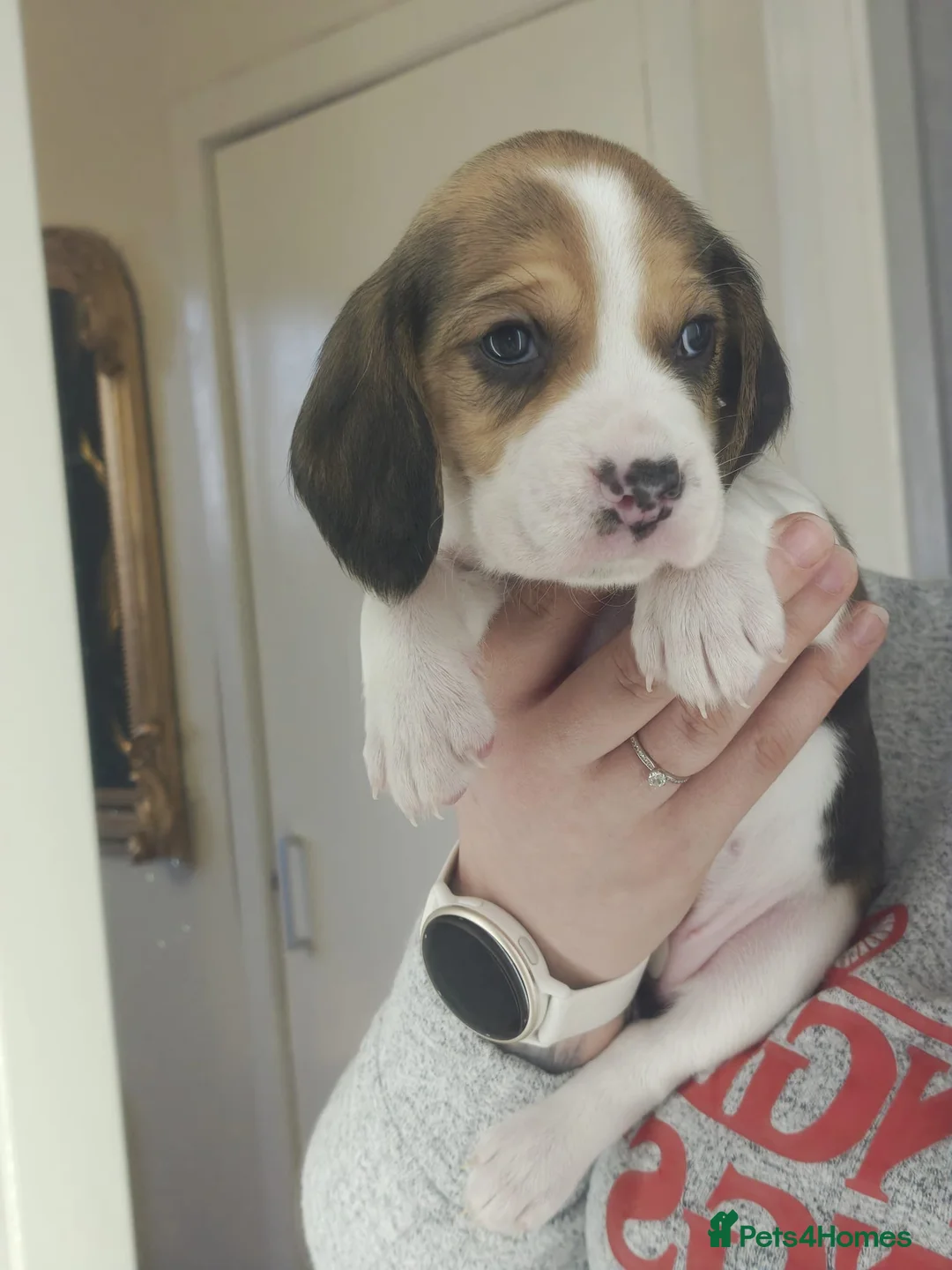 Beagle dogs for sale: 11 Beagle puppies - Advert 1