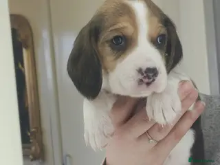 Beagle dogs 11 Beagle puppies - Advert 5