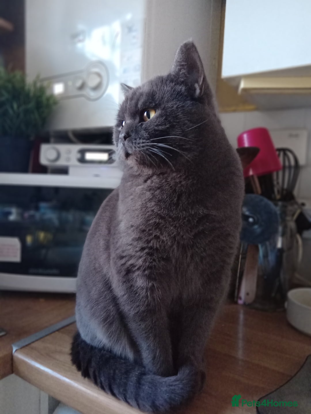 British Shorthair cats for sale: Beautiful Blue British Shorthair Male  - Image 1