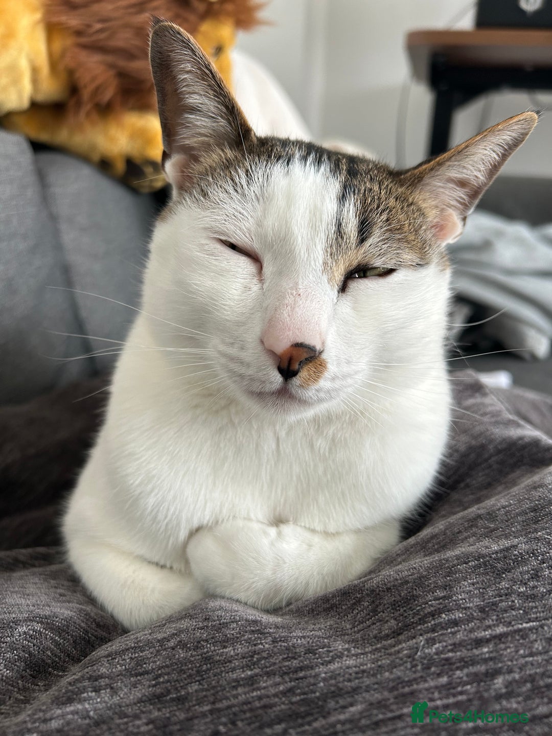 Mixed Breed cats for sale: 💔 Heartbreaking Rehoming – Manchester - Image 5