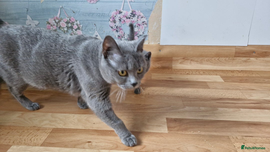 Chartreux cats for sale: Chartreux adult mum and daughter  - Image 12