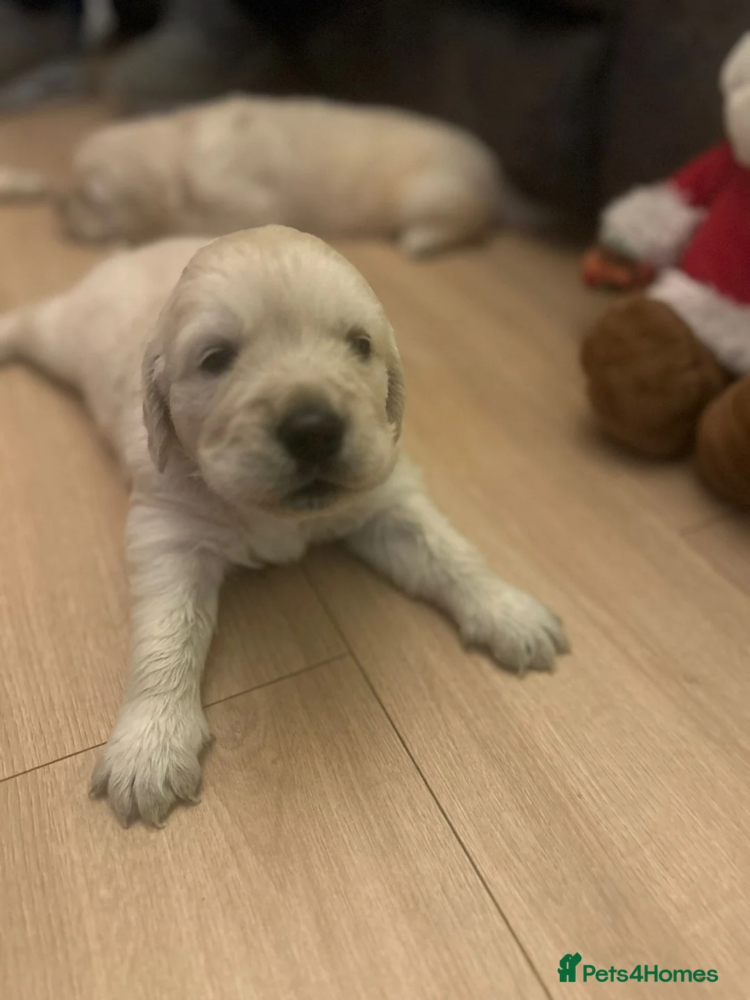 Golden Retriever dogs for sale: KC ADDORABLE CUTE GOLDEN RETRIEVER PUPPIES - Advert 13