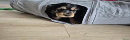 Cocker Spaniel dogs for sale: ​Gorgeous Cocker Spaniel Puppies Sna health tested - Advert 34