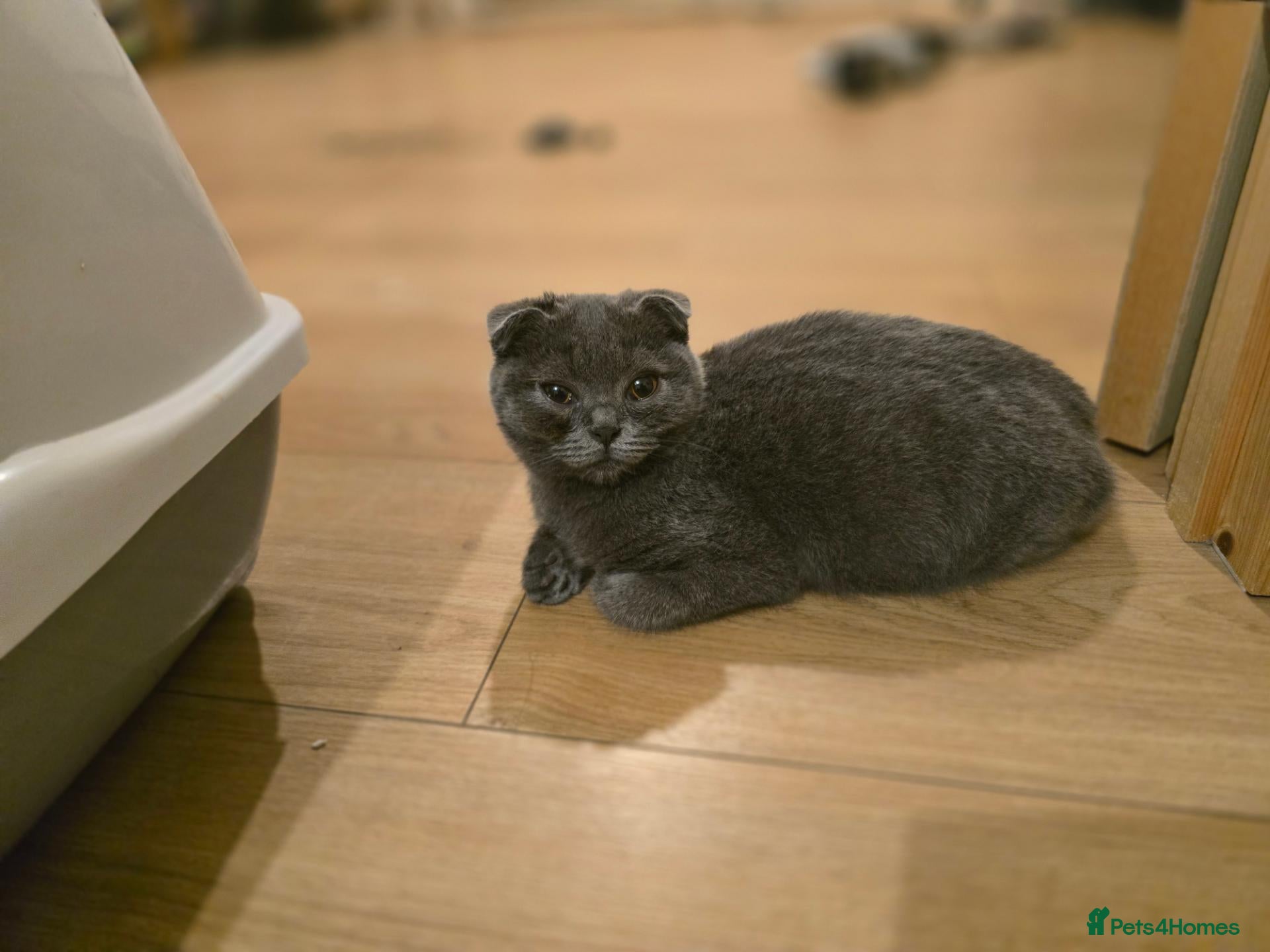 Scottish Fold cats TICA Vaccinated&Ready  toLeave SCOTTISH FOLD  - Advert 2