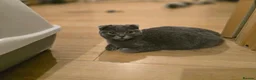 Scottish Fold cats for sale: 😼Last boy 😻SCOTTISH FOLD 😽 - Advert 7