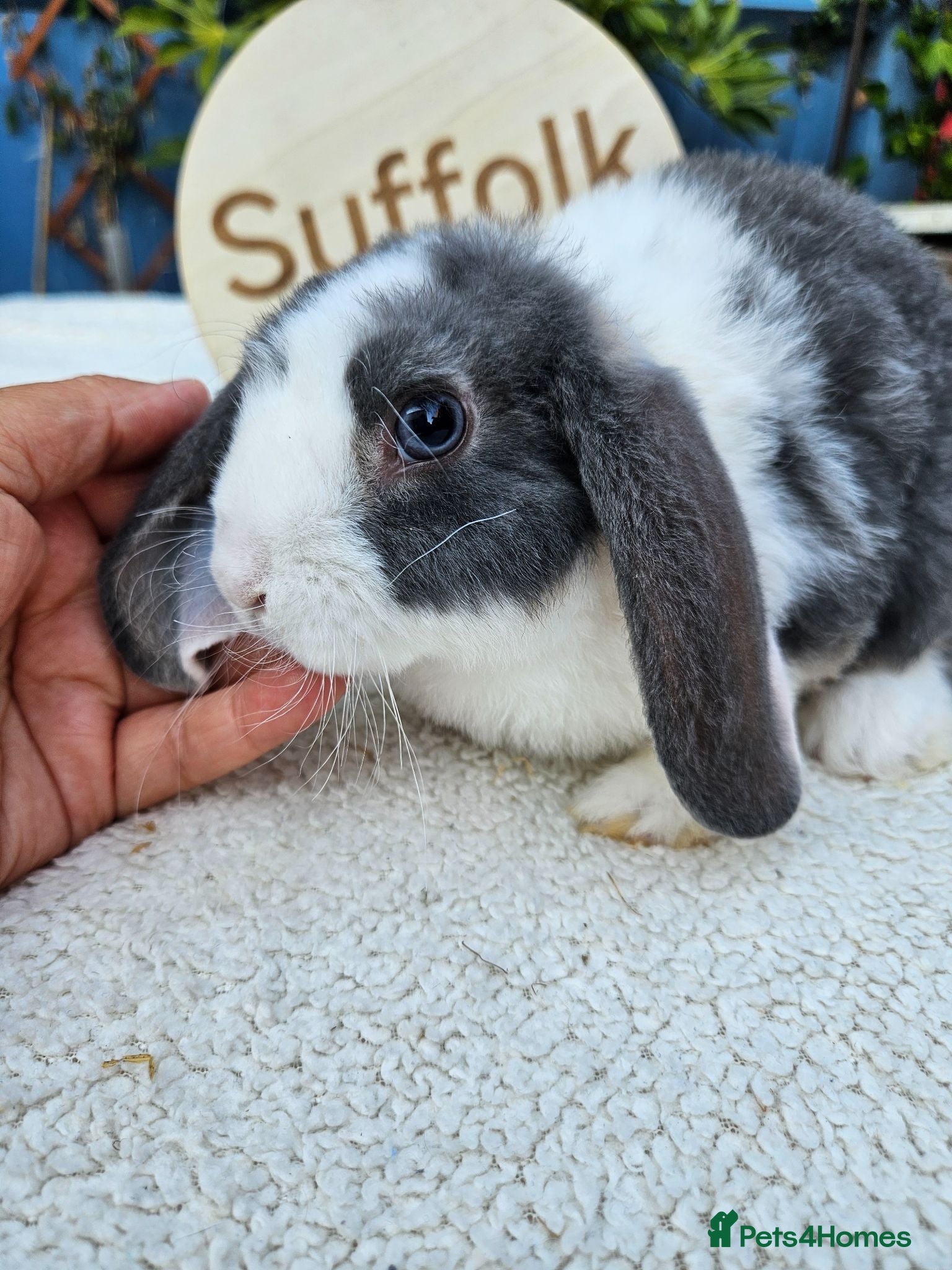 Mini Lop rabbits Purebred Mini Plush Lops- Suffolk - Advert 1