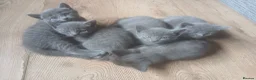 Mixed Breed cats for sale: Russian blue, mixed breed - Advert 3