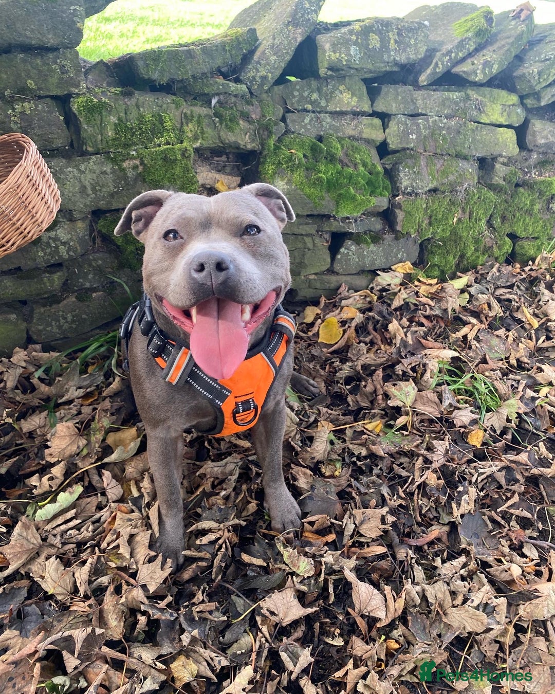 Staffordshire Bull Terrier dogs for sale: SBT CHAMPION BLOODLINE FURY & CLEO - Advert 12