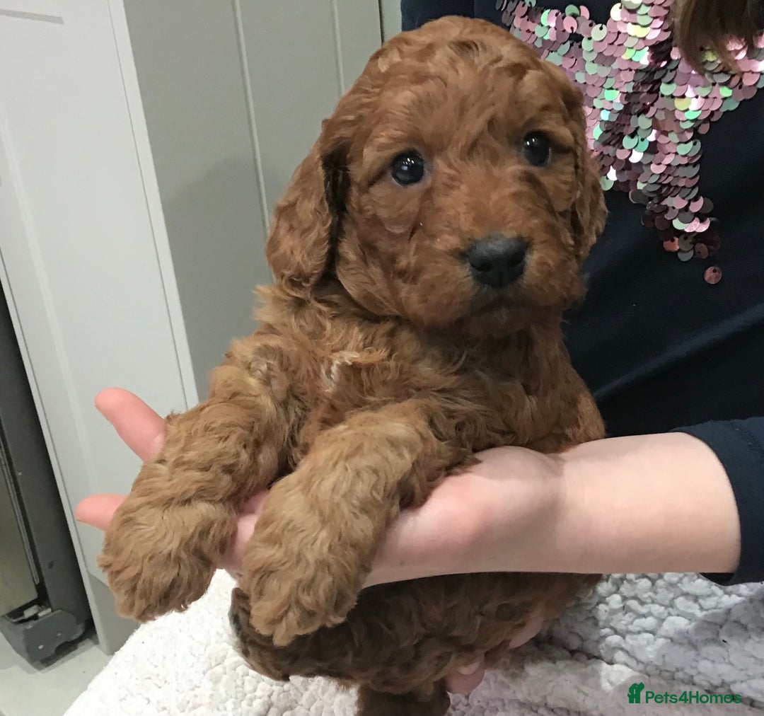 Labradoodle dogs for sale: 5* MINI F1B LABRADOODLE PUPPIES. - Advert 5