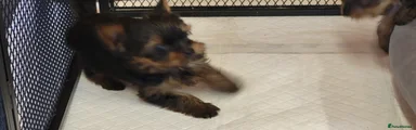 Yorkshire Terrier Puppy 2