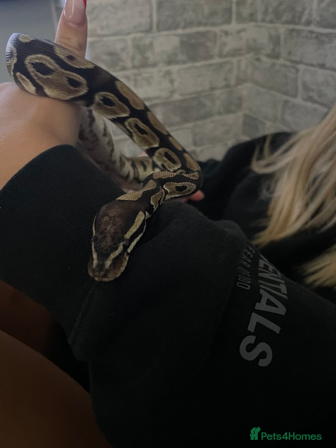 Python Snake reptiles for sale: Royal Python with tank - Image 4