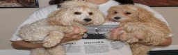 Maltipoo dogs for sale:  Beautiful Toy Maltipoo Girl F1 - Advert 2