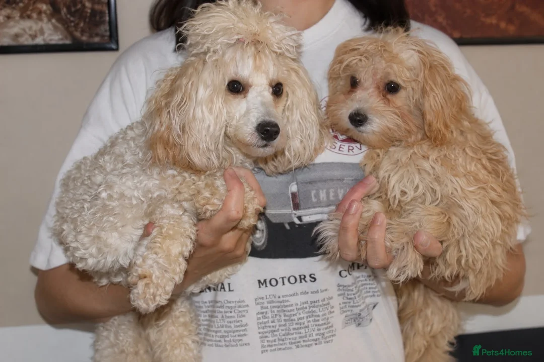 Maltipoo dogs for sale:  Beautiful Toy Maltipoo Girl F1 - Advert 2