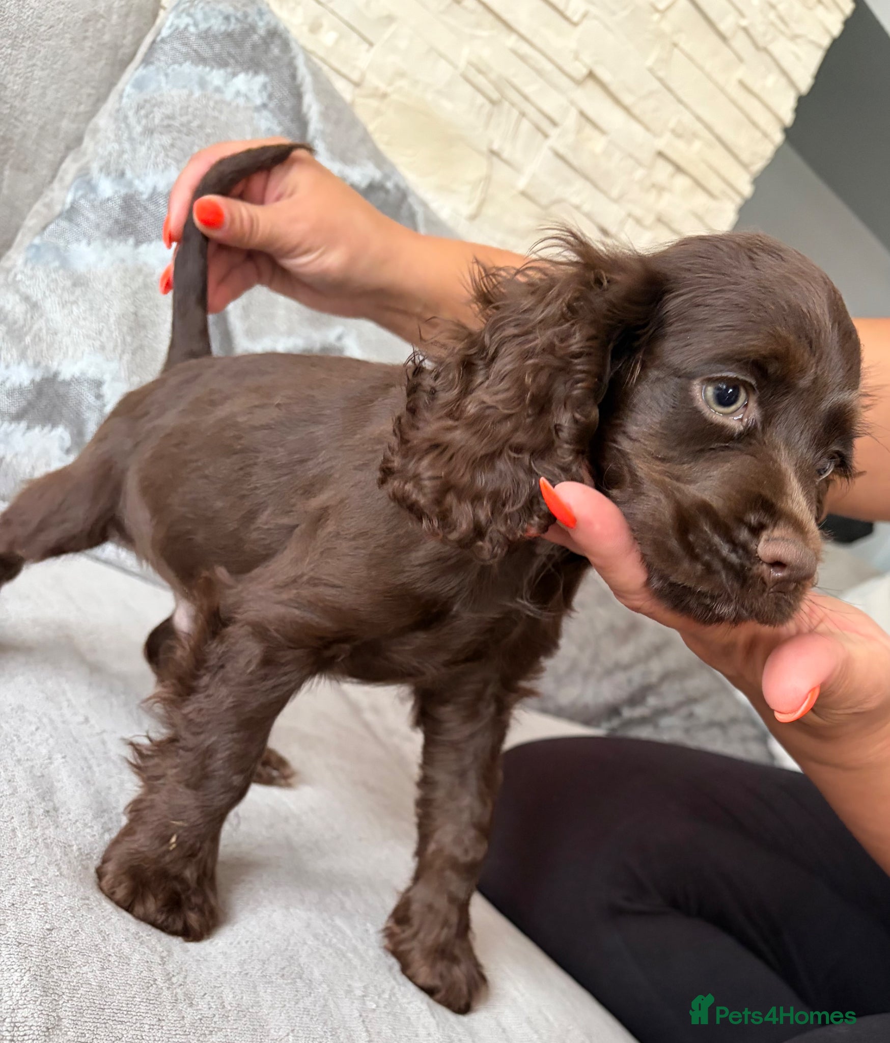 Mixed Breed dogs American Cocker Spaniel puppies - Advert 2